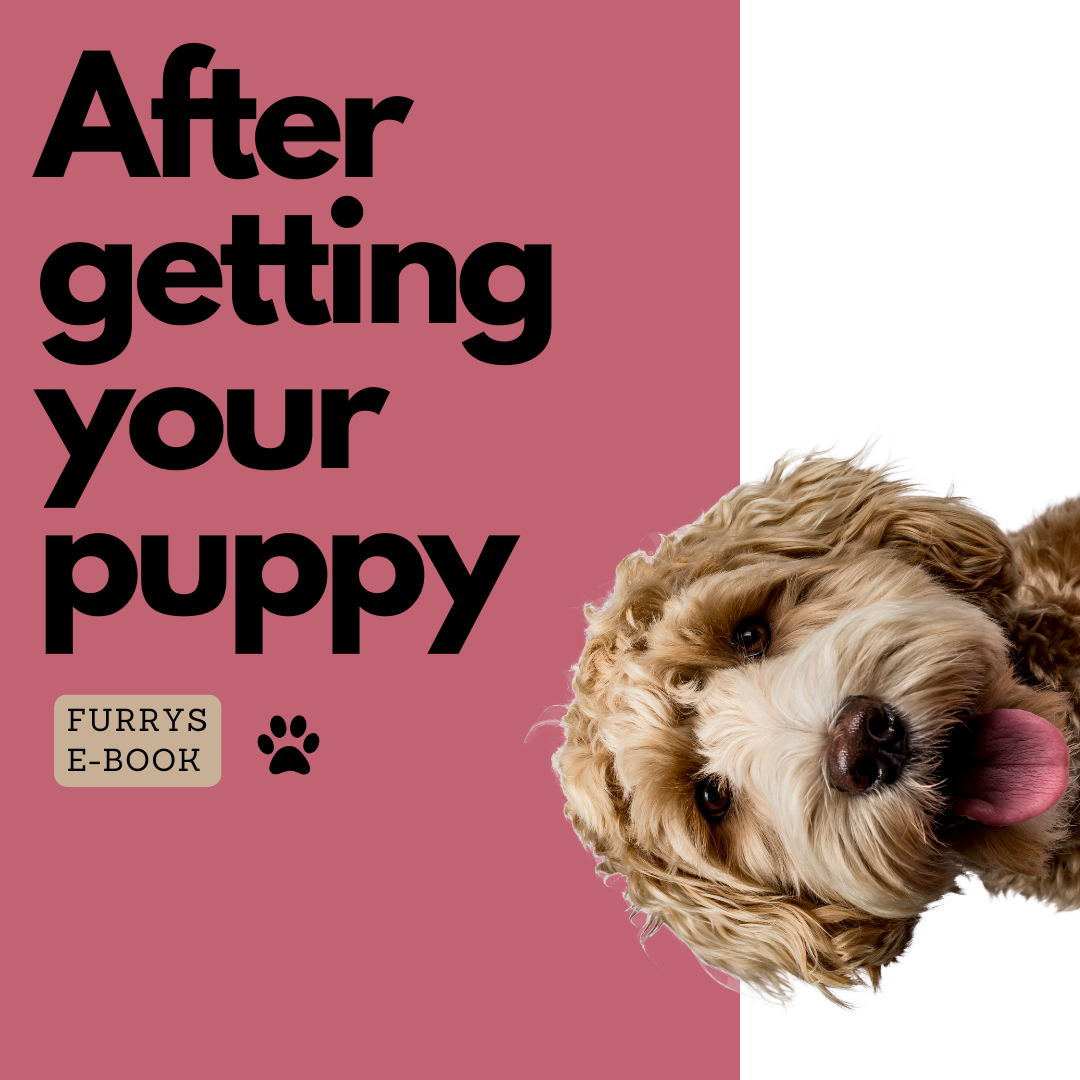 After getting your puppy
