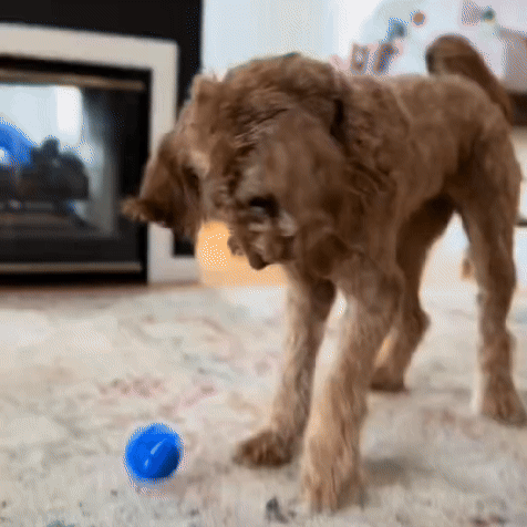 Furrys Fun Bounce Ball
